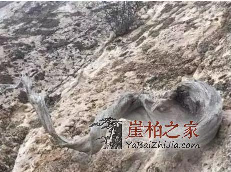 崖柏成长过程中到底要经历些什么灾难?-1