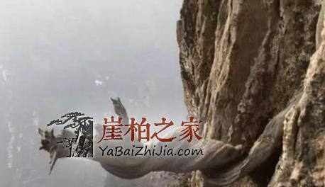 崖柏成长过程中到底要经历些什么灾难?-2