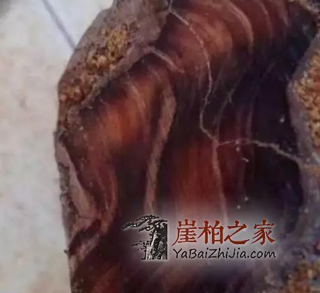 如果您手中有这几种崖柏料子,请您坐等发财吧!-2