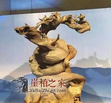 如果您手中有这几种崖柏料子,请您坐等发财吧!-3