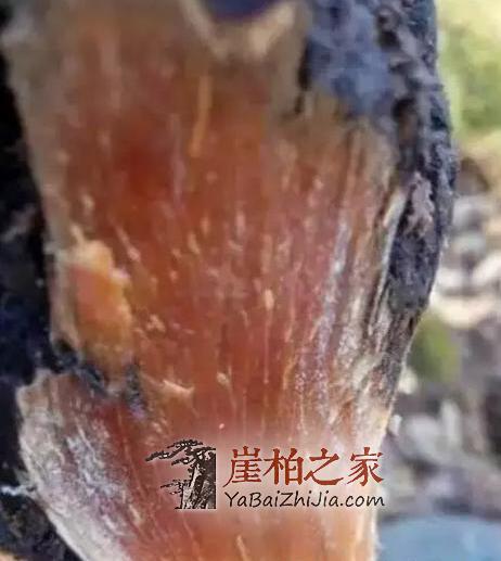 如果您手中有这几种崖柏料子,请您坐等发财吧!-5