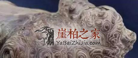 如果您手中有这几种崖柏料子,请您坐等发财吧!-7