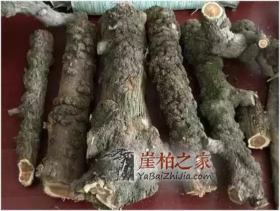 满瘤疤的崖柏“造假术”我教教你吧?-4