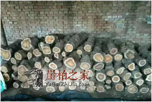满瘤疤的崖柏“造假术”我教教你吧?-5