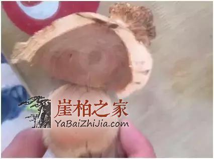 满瘤疤的崖柏“造假术”我教教你吧?-12