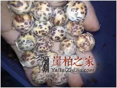 满瘤疤的崖柏“造假术”我教教你吧?-10