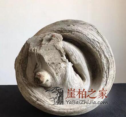 为何玩家们对圆形崖柏备受宠爱!-1