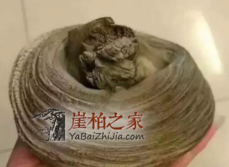 为何玩家们对圆形崖柏备受宠爱!-2