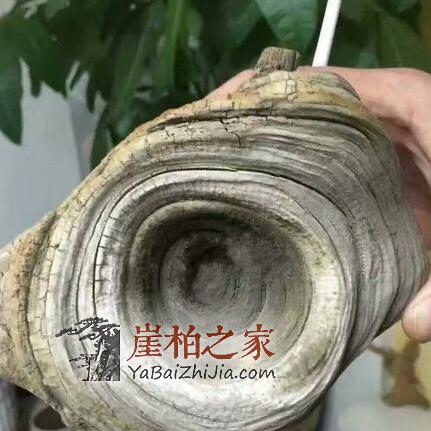 为何玩家们对圆形崖柏备受宠爱!-3