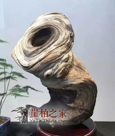 为何玩家们对圆形崖柏备受宠爱!-4