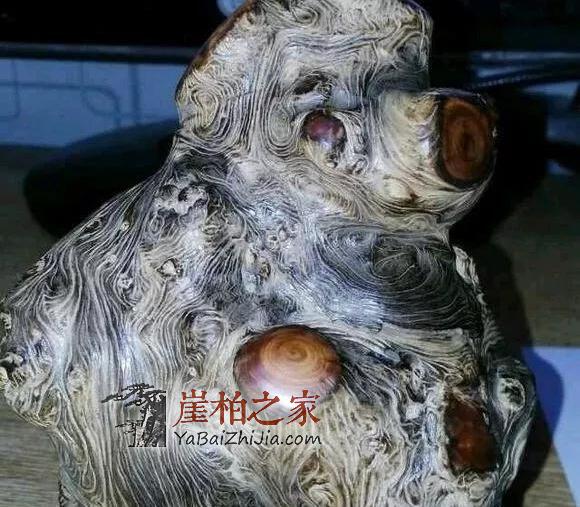 什么类型的崖柏最具潜力?不看是您的损失!-2