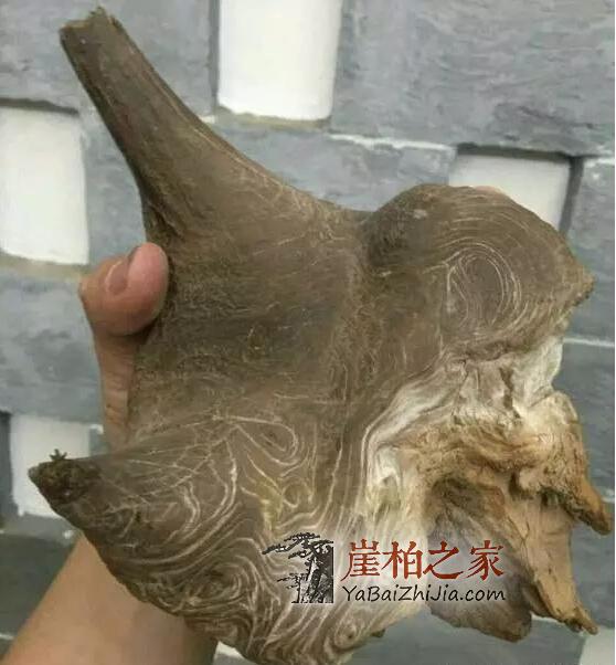 陈化舍利料,陈化至极,历久弥坚,温润如玉,可谓是崖柏中万里挑一的极品