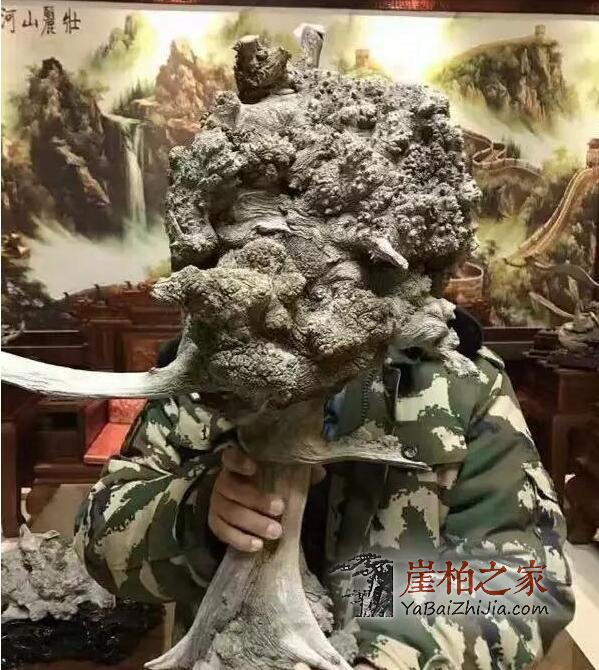什么类型的崖柏最具潜力?不看是您的损失!-4