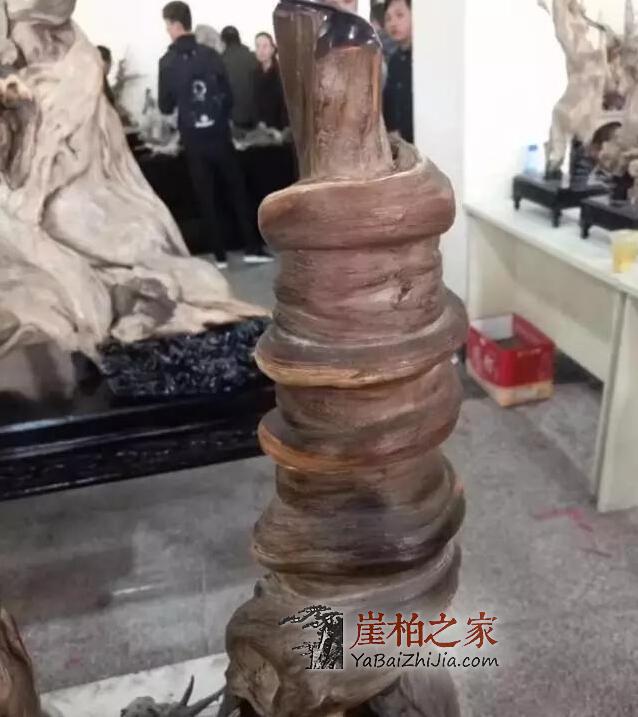 什么类型的崖柏最具潜力？不看是您的损失！-5