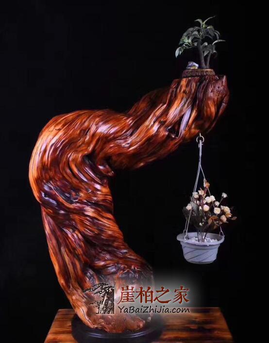 如何在崖柏圈里成长,成为一名合格的玩柏人!-4