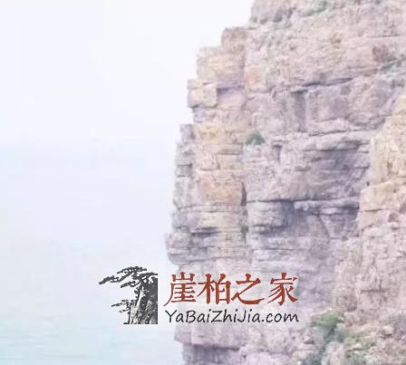 太行陡壁生侧柏,一朝识得痴余生-1