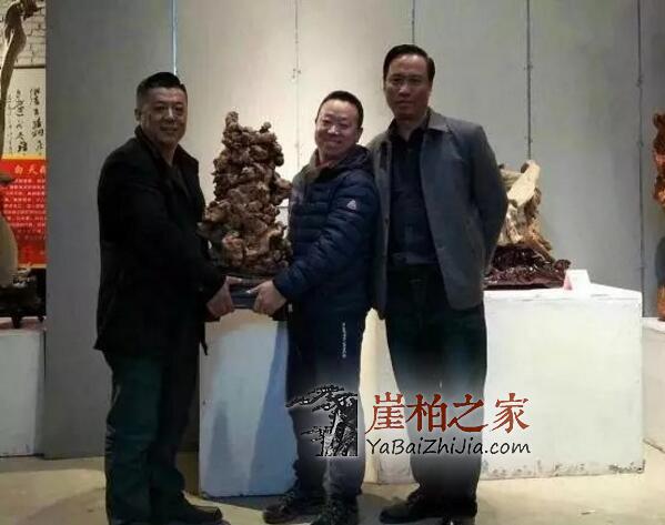 石家庄崖柏展第一天,38万“变异瘤”成交!-2