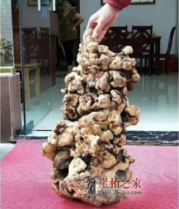 石家庄崖柏展第一天,38万“变异瘤”成交!-1