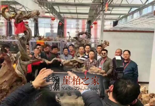 石家庄崖柏展第一天,38万“变异瘤”成交!-3