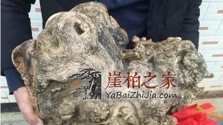 谁说朽木不可雕也,带你走进崖柏陈化瘤打磨全过程-1