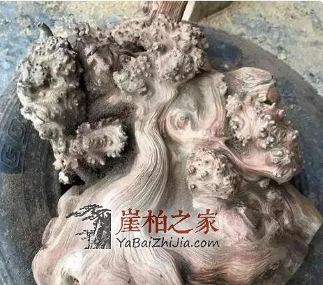 谁说朽木不可雕也,带你走进崖柏陈化瘤打磨全过程-2