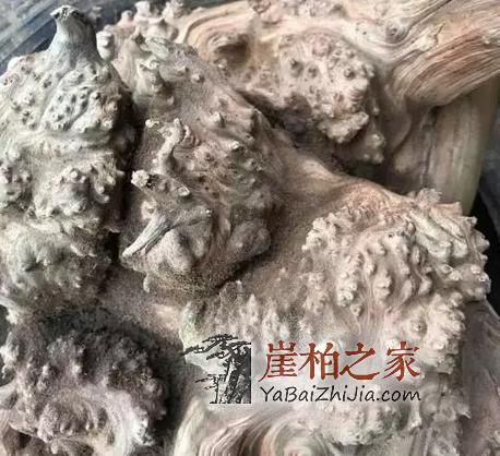 谁说朽木不可雕也,带你走进崖柏陈化瘤打磨全过程-3