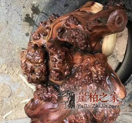 谁说朽木不可雕也,带你走进崖柏陈化瘤打磨全过程-4
