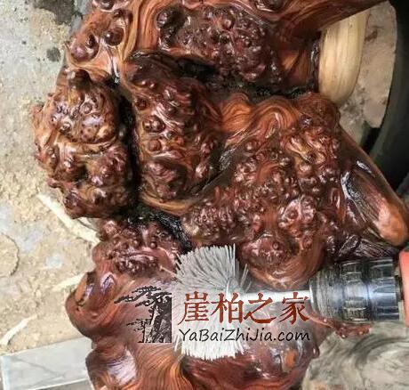 谁说朽木不可雕也,带你走进崖柏陈化瘤打磨全过程-5