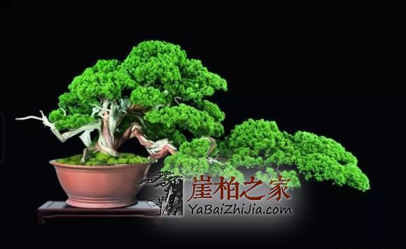 崖柏盆景:崖柏造就的又一个奇迹!-2