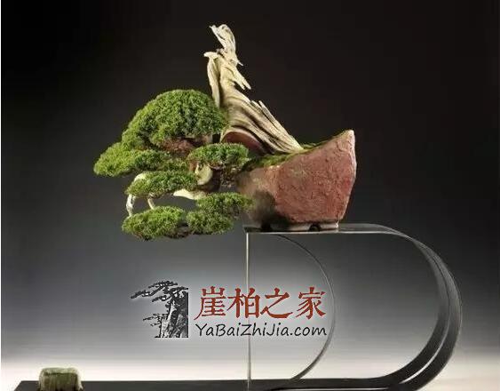 崖柏盆景:崖柏造就的又一个奇迹!-1
