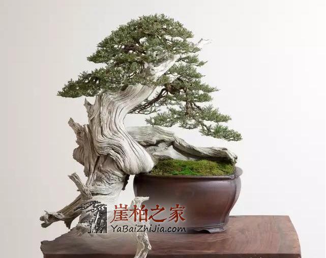 崖柏盆景:崖柏造就的又一个奇迹!-3