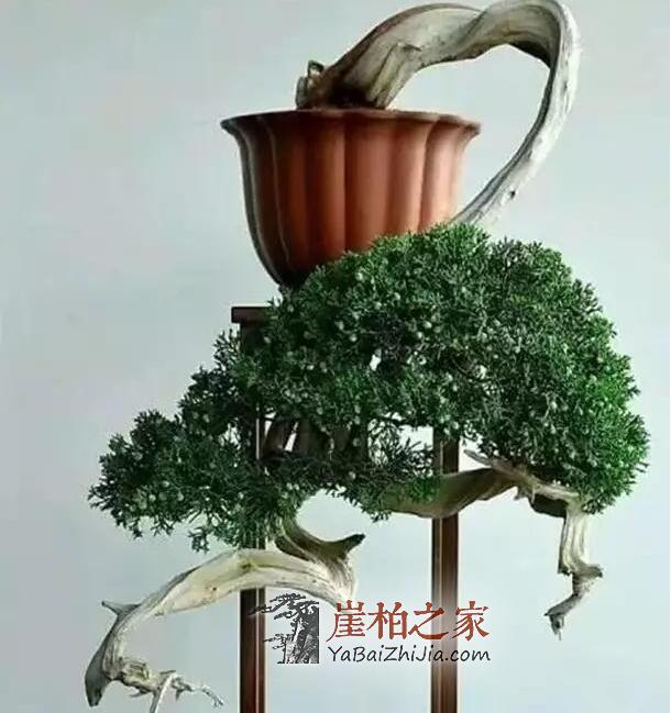 崖柏盆景:崖柏造就的又一个奇迹!-4