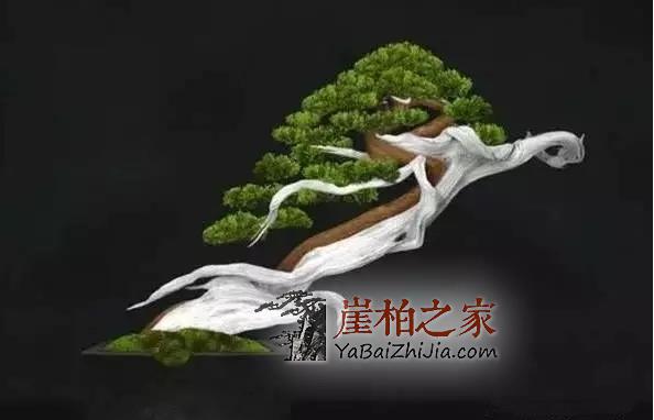 崖柏盆景：崖柏造就的又一个奇迹！-5