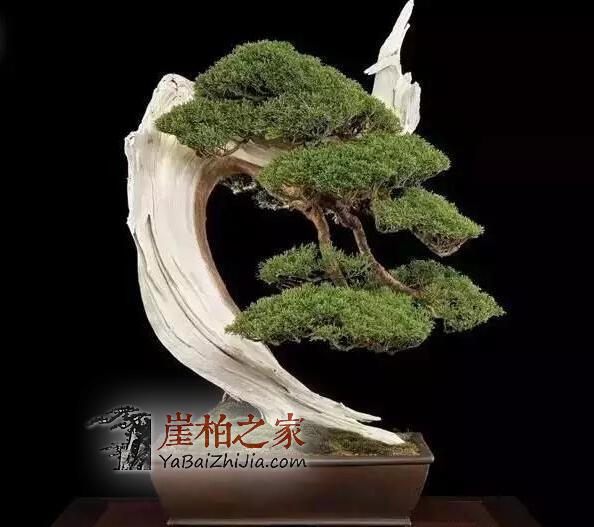崖柏盆景:崖柏造就的又一个奇迹!-6