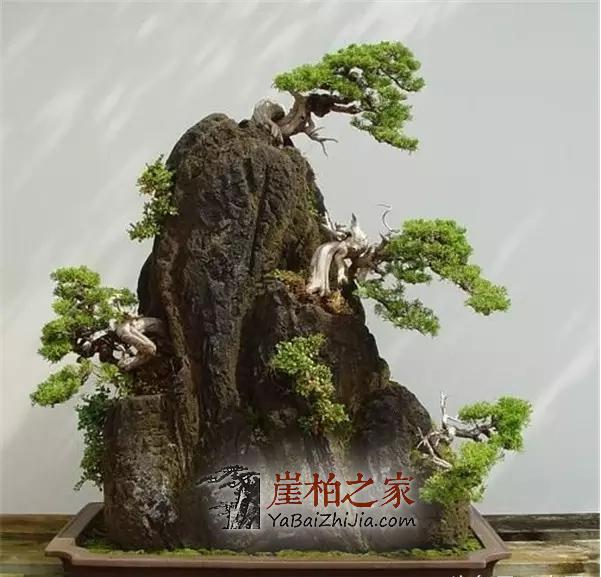 崖柏盆景:崖柏造就的又一个奇迹!-7