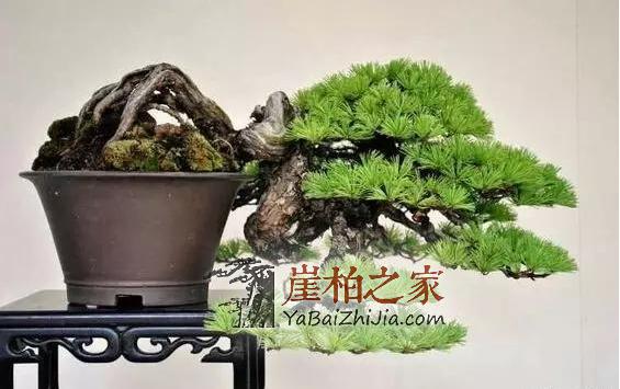 崖柏盆景:崖柏造就的又一个奇迹!-8