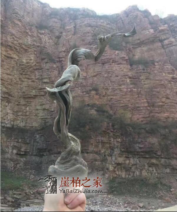 不管崖柏价格怎么样,请柏友先看看这个!-3
