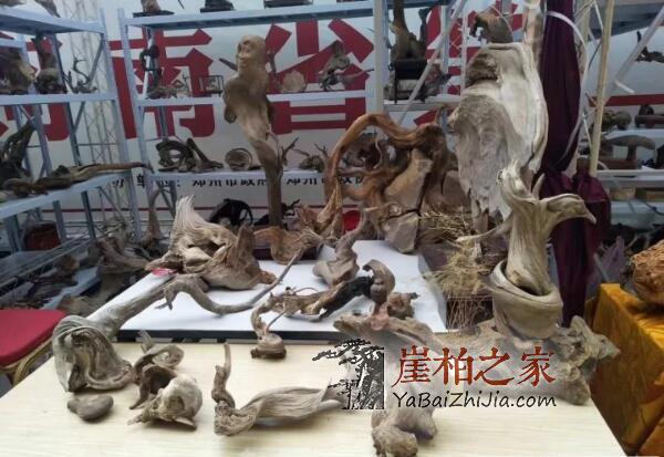 火爆的郑州崖柏展如期举行!-3