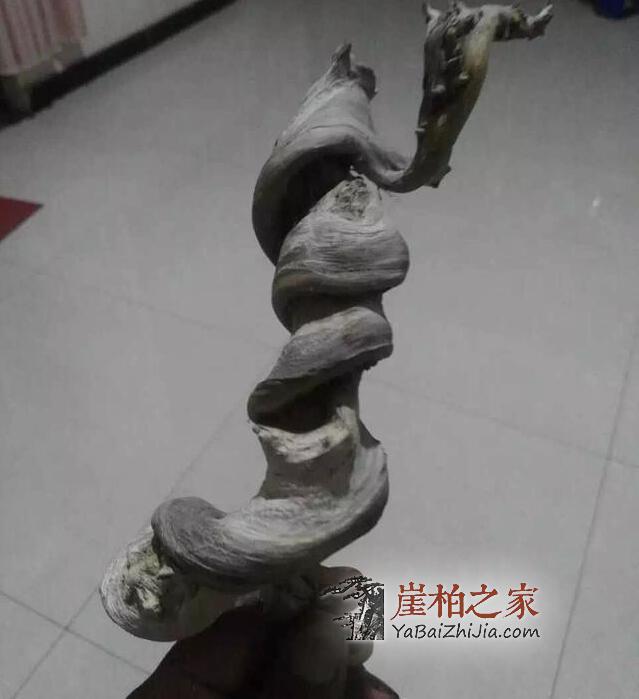 崖柏圈子里那些大腕喜欢收藏什么样的崖柏呢?-2