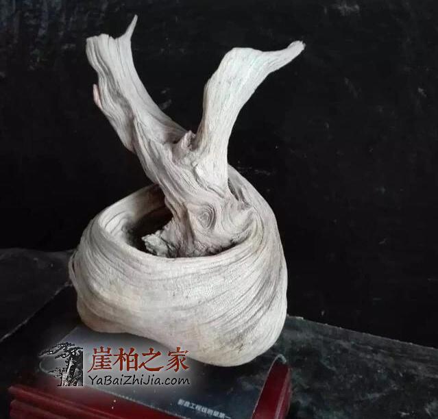 崖柏圈子里那些大腕喜欢收藏什么样的崖柏呢?-3