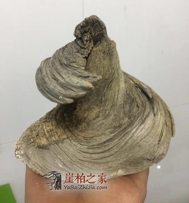 崖柏圈子里那些大腕喜欢收藏什么样的崖柏呢?-11