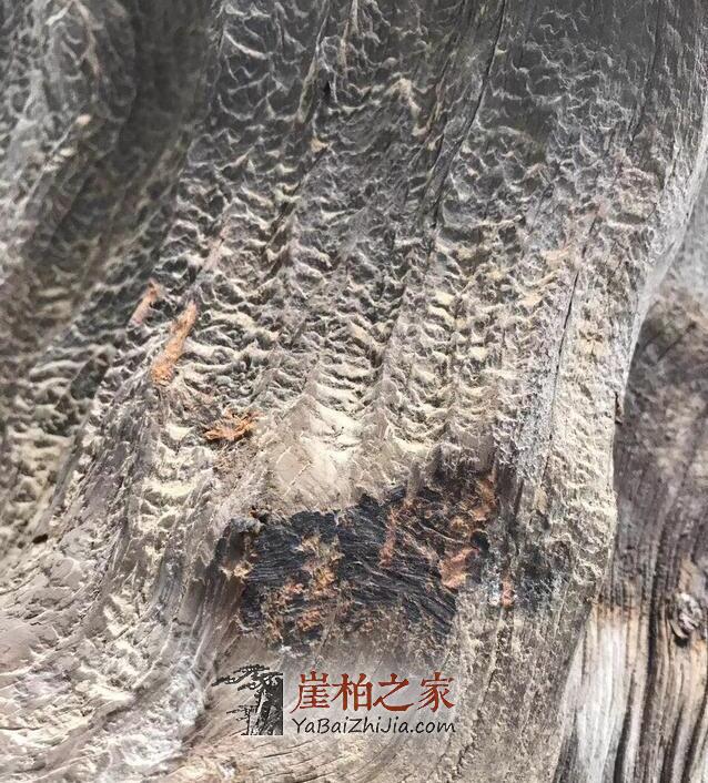 巫溪崖柏黑油料到底有多黑？-1