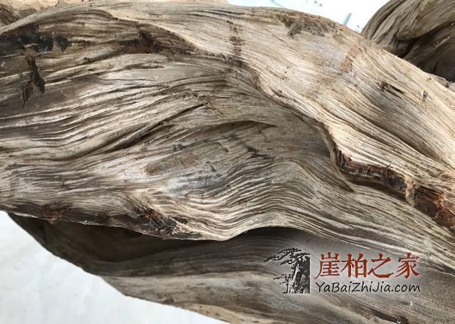 巫溪崖柏黑油料到底有多黑?-3