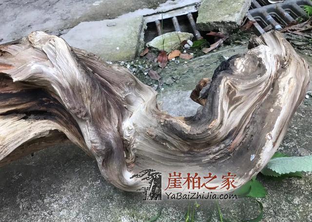 巫溪崖柏黑油料到底有多黑?-6