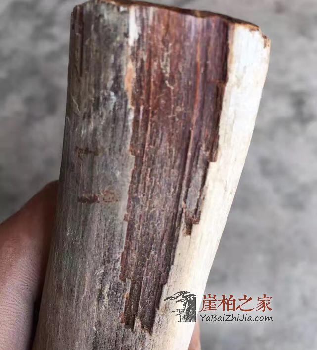 巫溪崖柏黑油料到底有多黑?-7