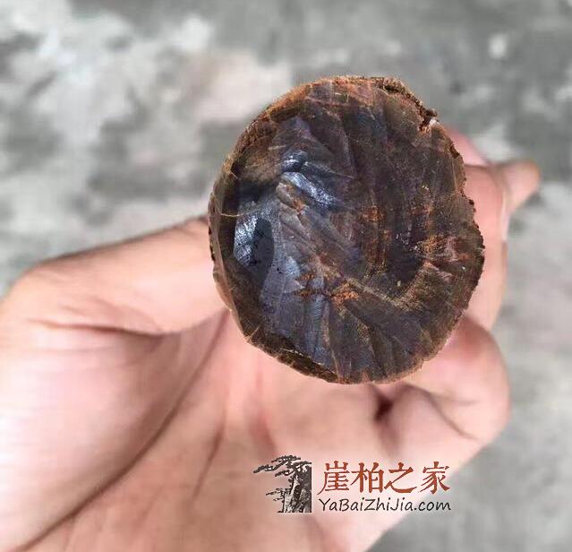 巫溪崖柏黑油料到底有多黑?-9