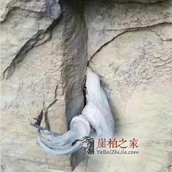 科普:所有的崖柏都必须要打磨处理吗?-1