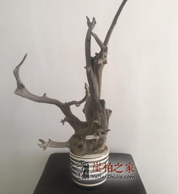 科普:所有的崖柏都必须要打磨处理吗?-3