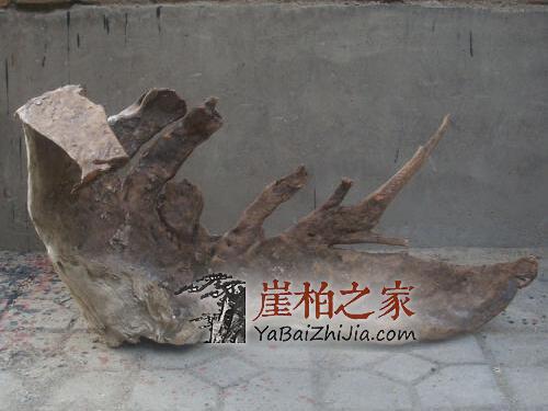 为何崖柏生料、老料、陈化料价格差距如此之大,三者本身到底有什么不同?-9