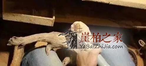 崖柏弥勒:大肚能容,开口便笑!-5